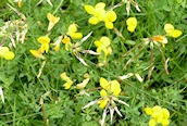 Bird's-foot Trefoil