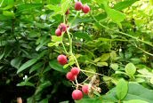 Black Bryony