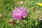 Black Knapweed