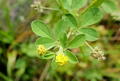 Black Medick