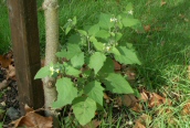 Black Nightshade