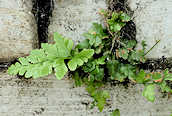 Black Spleenwort