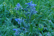 Borage