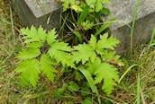 Cut-leaved Bramble