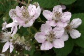 Bramble