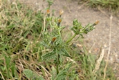 Prickly Sow-thistle