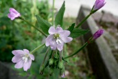 Broad-leaved Willowherb
