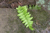 Buckler Fern