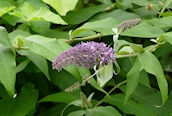 Buddleja