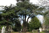 Cedar of Lebanon