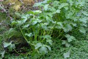 Celery-leaved Buttercup