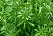 Cleavers