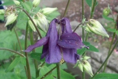 Columbine