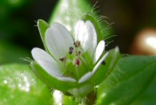 Common Chickweed