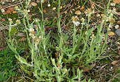 Common Cudweed