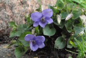 Common Dog Violet 