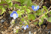 Common Field Speedwell