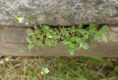 Common Mouse-ear 
