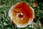 Common Poppy 