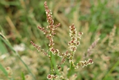 Common Sorrel