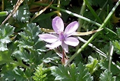 Common Storksbill