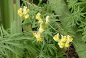 Common Toadflax
