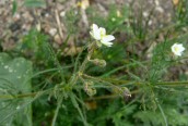Spergularia arvensis