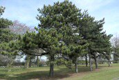 Corsican Pine