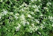 Cow Parsley