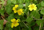 Creeping Cinquefoil