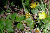 Creeping Jenny