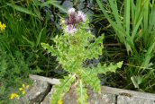 Creeping Thistle