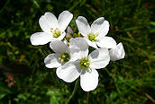 Cuckoo Flower