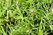 Cut-leaved Cranesbill
