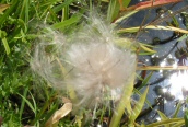 Dandelion