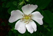 Dog Rose