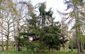 Douglas Fir