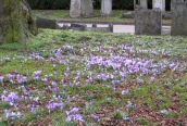 Early Crocus 