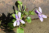 Early Dog Violet