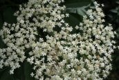 Elder