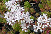 English Stonecrop