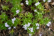 Field Madder