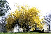 Forsythia