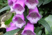 Foxglove