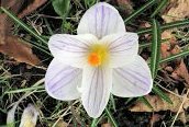 Garden Crocus 