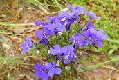 Garden Lobelia 