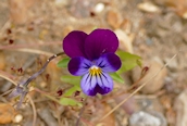 Garden Pansy 