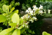 Garden Privet