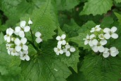 Garlic Mustard