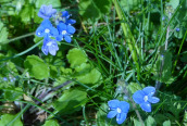 Germander Speedwell